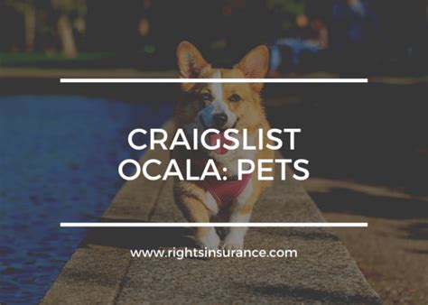 Adopt a Pet can help you find a new best friend near you. . Craigslist ocala fl pets